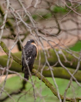 Jesus College sparrowhawks