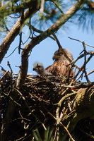 Nesting kites